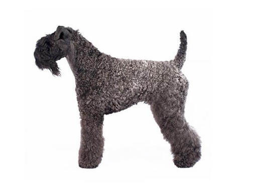 Kelly sales blue terrier